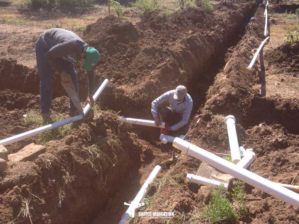 tubería para sistema de riego de limón